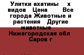 Улитки ахатины  2-х видов › Цена ­ 0 - Все города Животные и растения » Другие животные   . Нижегородская обл.,Саров г.